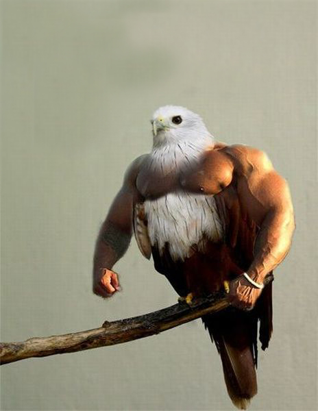 america